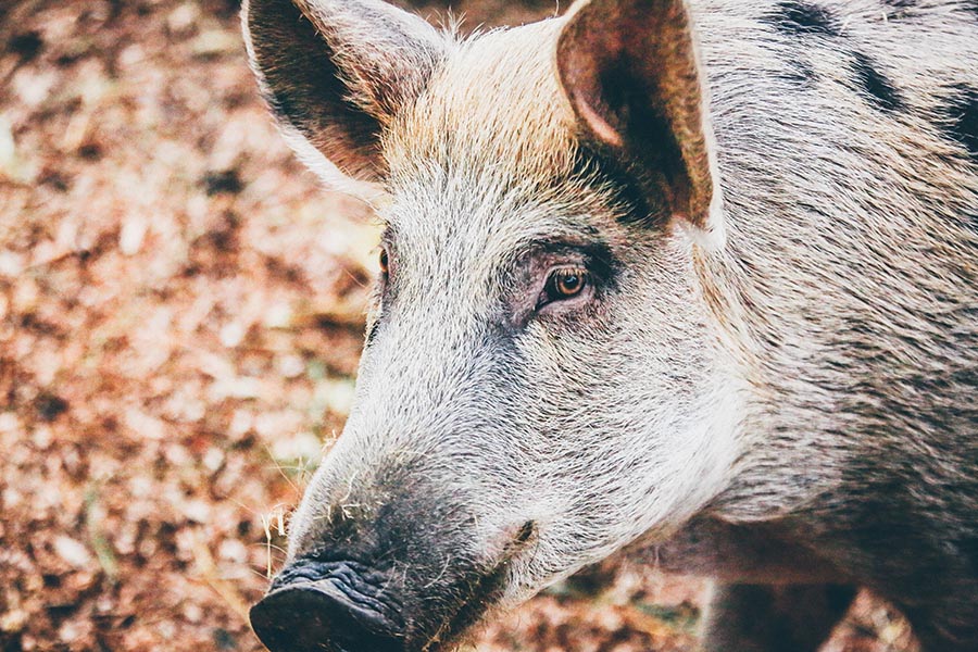 Kopf eines Schweins